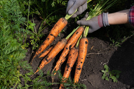 Carrot in the hand. Big bunch of carrots in a female hand on a background of the garden. Agriculture, gardening, growing vegetablesの写真素材