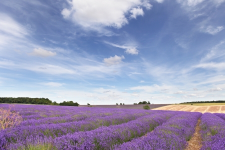 Lavender field in the Cotswolds with blue sky and whispy cloudsの写真素材
