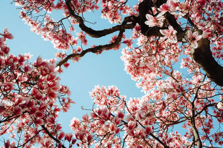 Beautiful Blooming Pink Magnolia Tree Close Upの写真素材