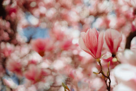 Beautiful Blooming Pink Magnolia Tree Close Upの写真素材