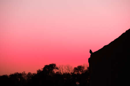 Common blackbird and trees silhouette against a pink sunset. Colourful sky, calm serene natureの写真素材