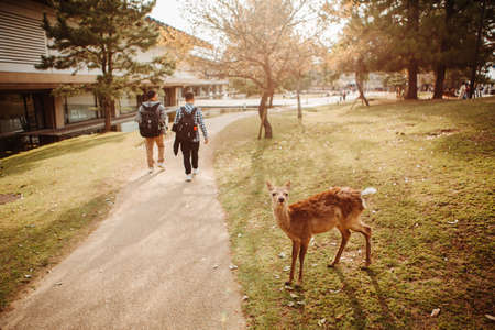 Funny deer in Nara Kansai Japan with tourists on a pathの写真素材