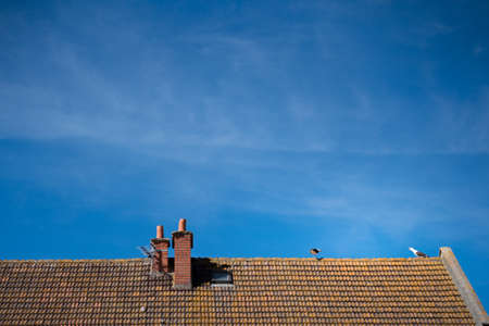 Seaguls screaming at each other on roof topの写真素材
