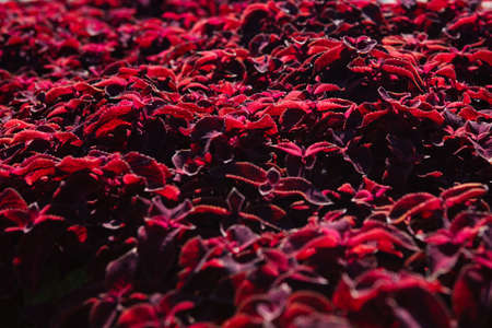 ColorBlaze Rediculous Coleus Red garden plant backgroundの写真素材