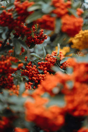 A lot of red and orange berries on a tree. Abundant autumn nature