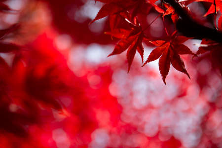 Red maple tree leaf background. Changing season autumn backgroundの写真素材
