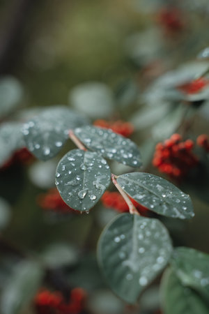 Rain drops on green leaves and red berries. Autumn seasonの写真素材