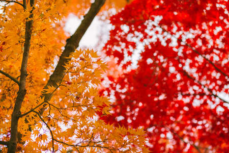 Orange and red japanese maple leaves. Changing seasons autumn backgroundの写真素材