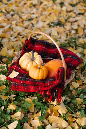 Orange pumpkins in a wicker basket with red tartan blanket under a ginkgo treeの写真素材