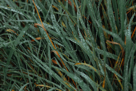 morning dew on green blades of grass backgroundの写真素材