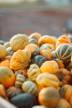 different small orange and green pumpkins in a wooden crate at a pumpkin patchの写真素材