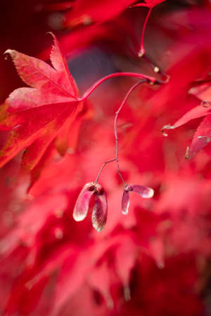 Red japanese maple tree seed pod Vertical image background