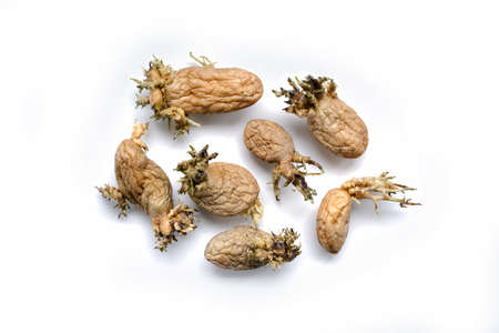 isolated group of old sprouted potatoes. Change of seasons and generations