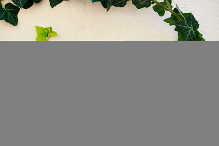 Climbing Ivy on white background frame. The green creeper on wallの写真素材