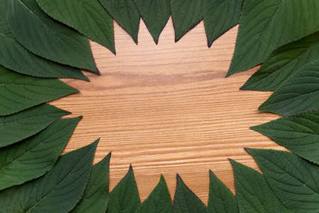 dark green leaf frame on light woodの写真素材