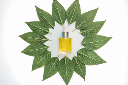 creative face oil in green circle leaf frame on white background isolated. Body care and freshnessの写真素材