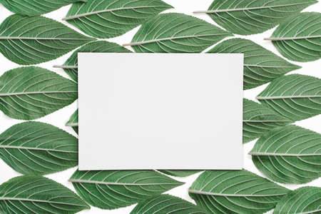 creative green pineapple sage leaf pattern on white paper background. Flat lay