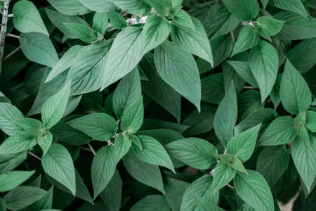 Pineapple sage leaves salvia elegans geometric natural backgrouns texture
