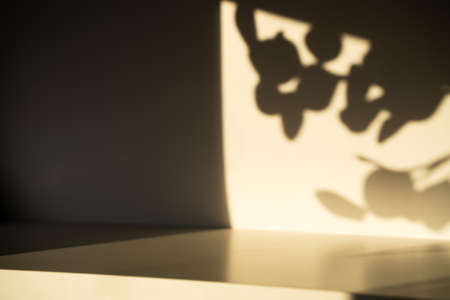 white and eucalyptus plant shadow background for product marketing copyspaceの写真素材