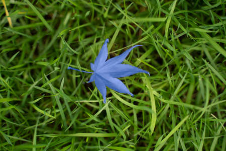 maple leaf on green grass autumn background In Color of the year 2022 very peri dynamic vibrant periwinkle blue violetの写真素材