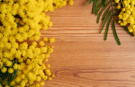 Blooming mimosa plant with yellow flowers on wooden background. Spring background website banner with cope space for international womens day 8 marchの写真素材