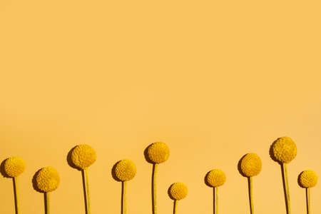 Natural Craspedia globosa Billy Balls. Round dry flower on yellow background. Natural preservation banner website design. Fun minimalistic summer concept. Free space for text and advertisement flatlayの写真素材