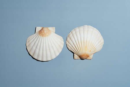 Two white and yellow scallop seashells on blue background. Minimalistic tropical vacation in exotic...