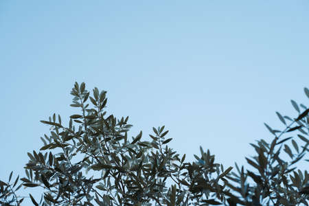 Olive tree branches against blue sky. Mediterranean culture summer background