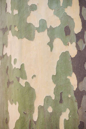 Platanus sycamore green camouflage bark background textureの写真素材