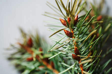 Evergreen branch with young pine cones on grey gray background. Forest christmas chalet aestheticの写真素材