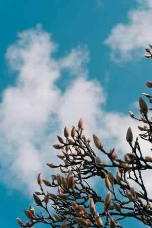Beautiful Magnolia Buds Tree On A Sunny Day Against a bright Sky and clouds. New life in spring...