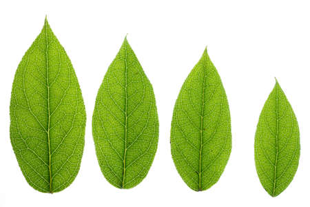Row of isolated backlit fresh green leaves. Natural design element