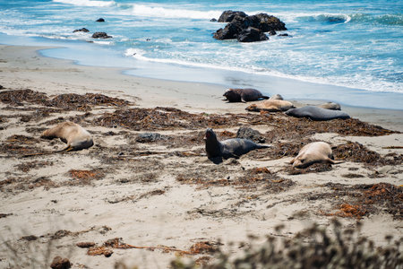 Black grey and brown Elephant Seals at Vista Point beach with seaweed in San Simeon California. Travelling on highway 101 wildlife preservationの写真素材