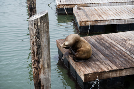 wooden Pier 39 San Francisco Sea lion scratching his head. NoCal California wildlife and travelの写真素材