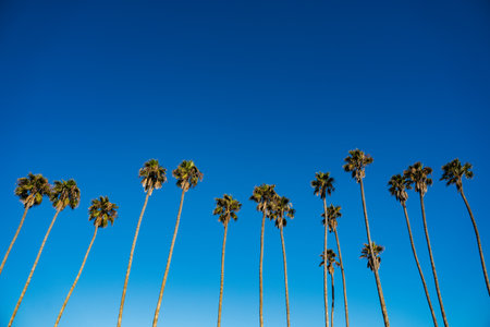 Palm tree row in Santa Barbara beach area. Vibrant background for tropical authentic california atmosphere background with copy space Nature travel landscape backgroundの写真素材