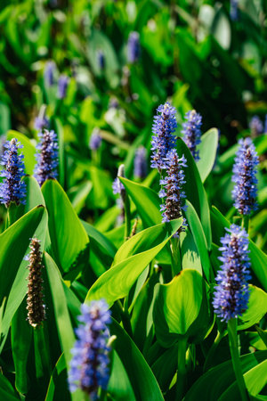 Purple violet Pickerel weed pontederia cordata in summer sunlight. California flora nature verticalの写真素材