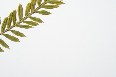 Micro photo of dried Jacaranda mimosifolia leaf on white background. Fern plantの写真素材