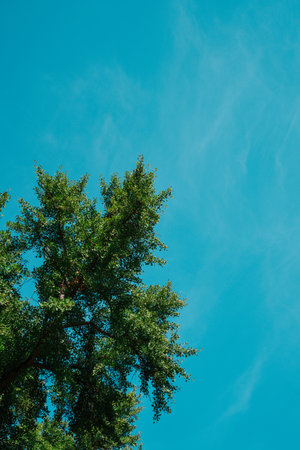 green ginkgo biloba tree against cloudless blue skyの写真素材