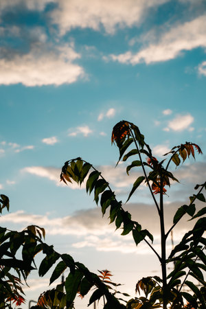 A beautiful minimalist sunset scene featuring silhouetted power lines and foliage, with a vibrant sky, representing tranquility, environment, and nature's contrast with technology.の写真素材