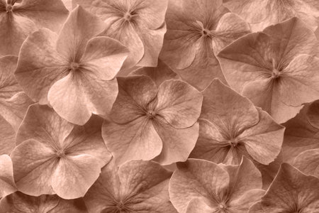 hydrangea flower background texture. fresh and perfect flowers and petals color of 2025 yearの写真素材
