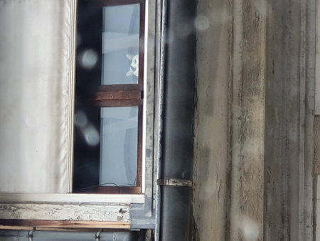 funny cat peaking mean from an old attic window. Mobile photography, real candid phone snapshot