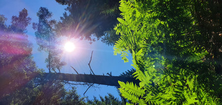 Bright green fern under sunshine on a hiking trail in the Vosges. Mobile photography, real phone...