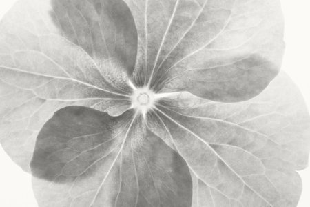 Beautiful backlit macro photo of hydrangea flower watercolor petals. Natural background for quotes...