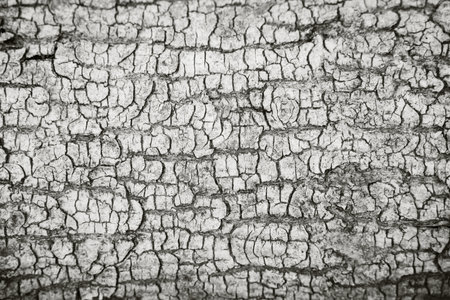 Natural Cracked Bark Wood Texture Timber Background color of 2026 year cloud whiteの写真素材