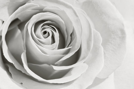 Macro fresh rose photo. Bright petals flower background closeup color of cloud whiteの写真素材