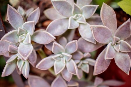 Succulents are beautiful flower-like garden plants.の写真素材