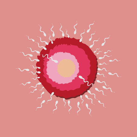 The fertilized egg sperm. Flat Vector illustration isolated on white backgroundのイラスト素材