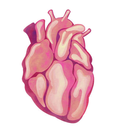 Anatomical human heart. Watercolor hand drawn illustration. Isolated on a white background.の写真素材