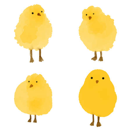 Vector illustrations of  Little yellow chickens. Hand-drawn, artistic, color image of chickens in  style on a white background. Baby shower, Easter card design.のイラスト素材