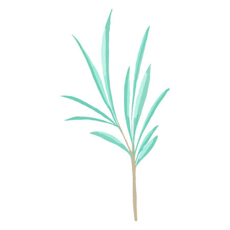 Hand drawn Vector watercolor eucalyptus branch. Decorative beautiful elegant green branches in flat style.のイラスト素材